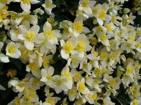 B. ‘Bon Bon Sherbet’